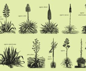 Agave And Maguey Drawings