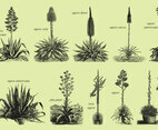 Agave And Maguey Drawings