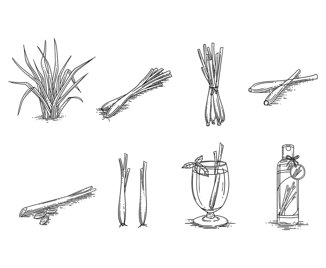 LEMONGRASS SKETCH VECTOR FREE