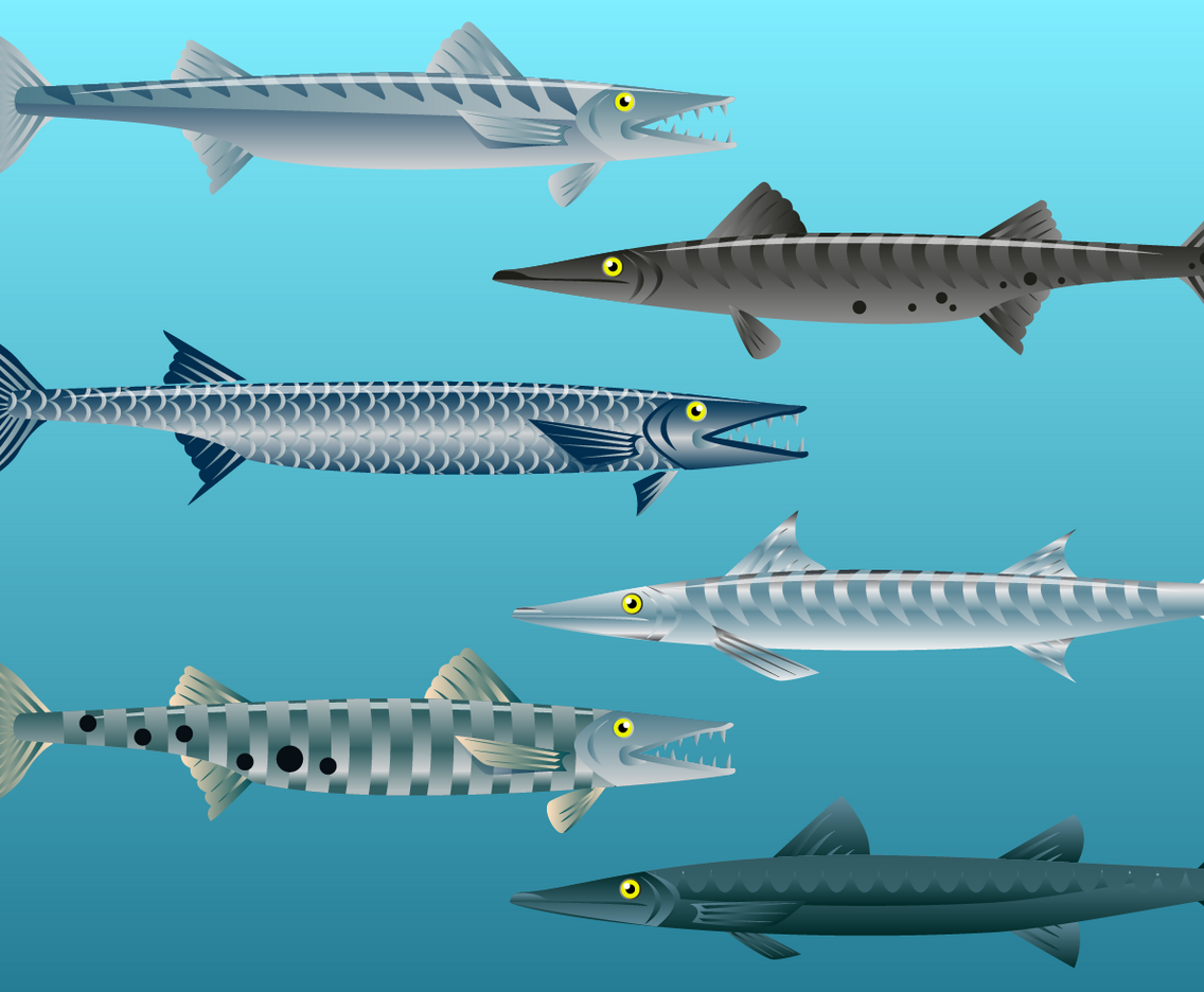 Free Barracuda Fish Vector
