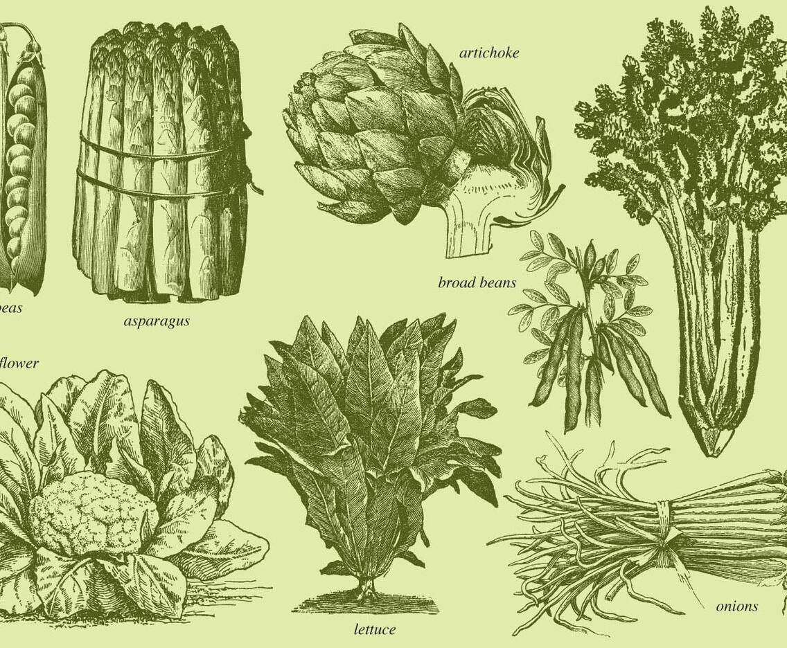 Old Style Drawing Vegetables