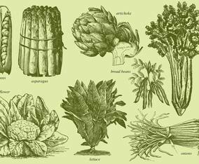 Old Style Drawing Vegetables