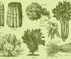 Old Style Drawing Vegetables