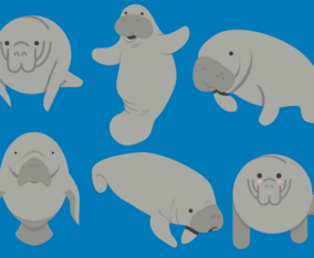 Manatee Vectors