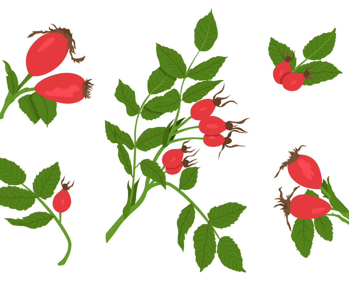 Rosehip Vectors
