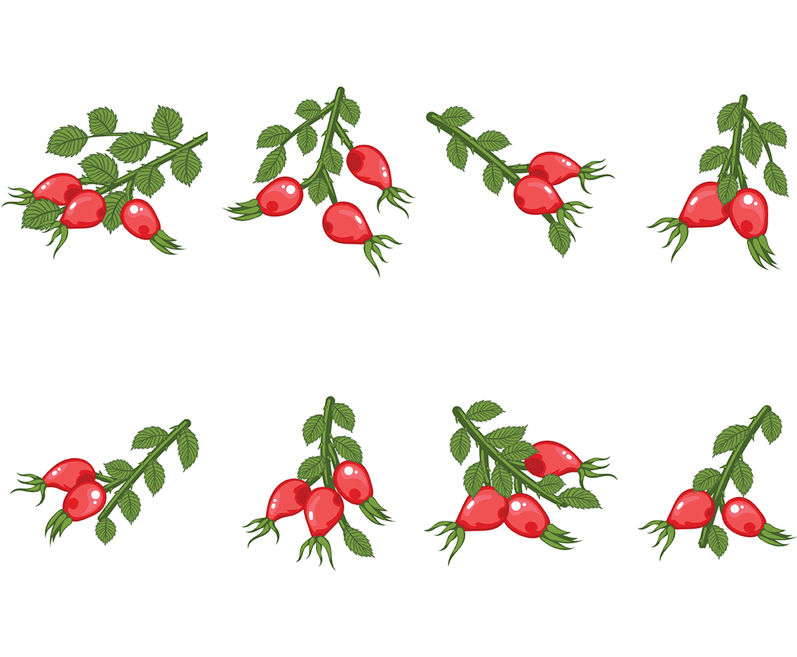 Free Rosehip Vector