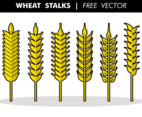 Wheat Stalks Free Vector