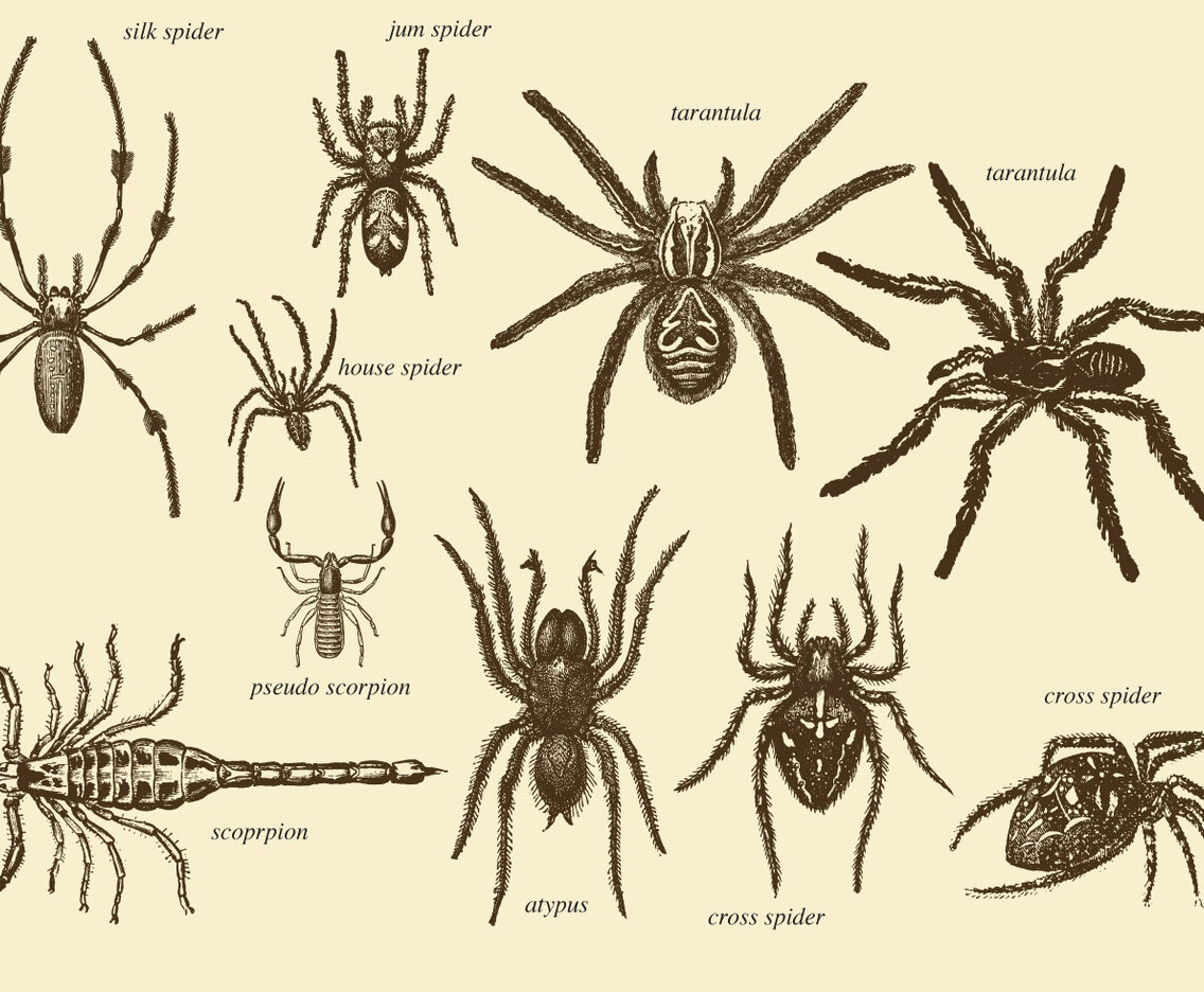 Old Style Drawing Arachnids
