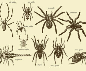 Old Style Drawing Arachnids