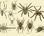 Old Style Drawing Arachnids
