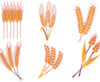 Wheat Stalk