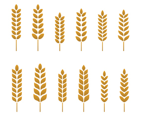 Free Wheat Vector