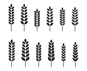 Free Wheat Vector