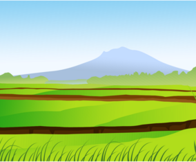 Rice Field Vector