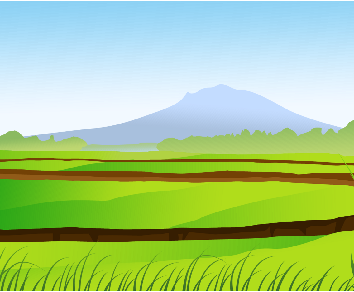 Rice Field Vector