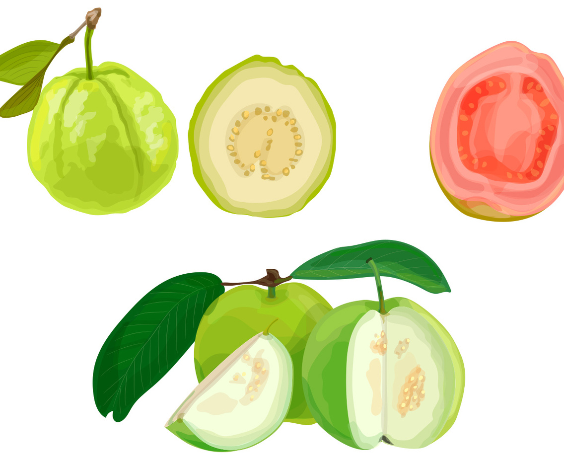 Guava illustration
