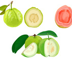 Guava illustration