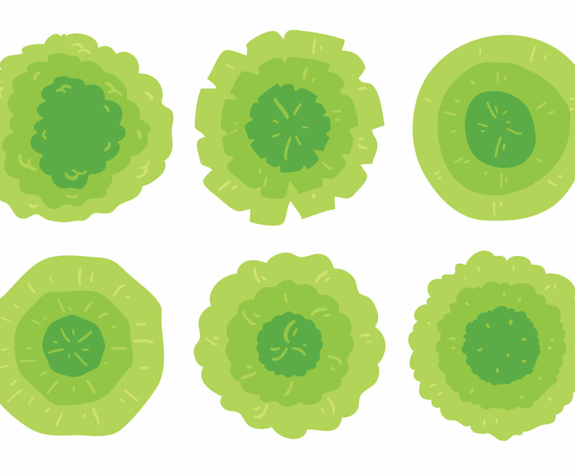 Green Plant Top View Vector
