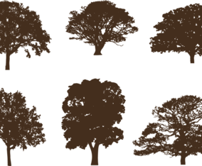 Oak tree silhouettes