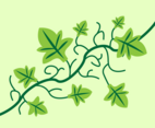ivy vine vector
