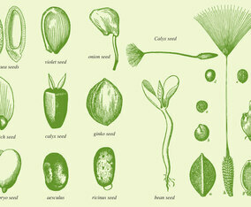Old Drawing Seeds