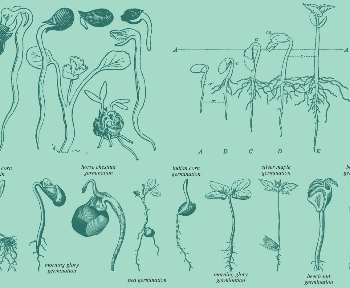 Old Style Drawing Germination