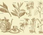 Old Style Tea Plants