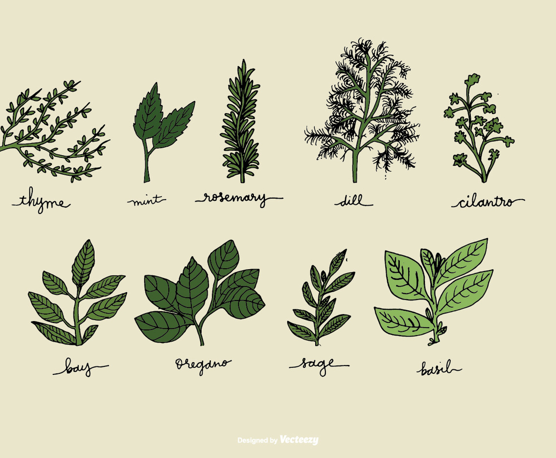 Hand Drawn Herb Vectors