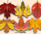 Vector Set Of Autumn Leaves