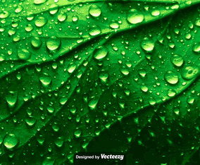 Realistic Green Leaf Texture With Water Drops - Vector