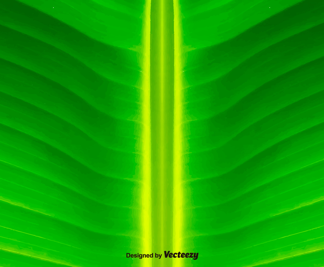 Green Leaf Background - Vector