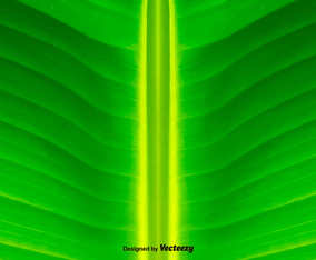 Green Leaf Background - Vector