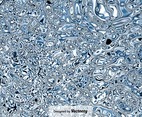 Detailed Water Vector Texture