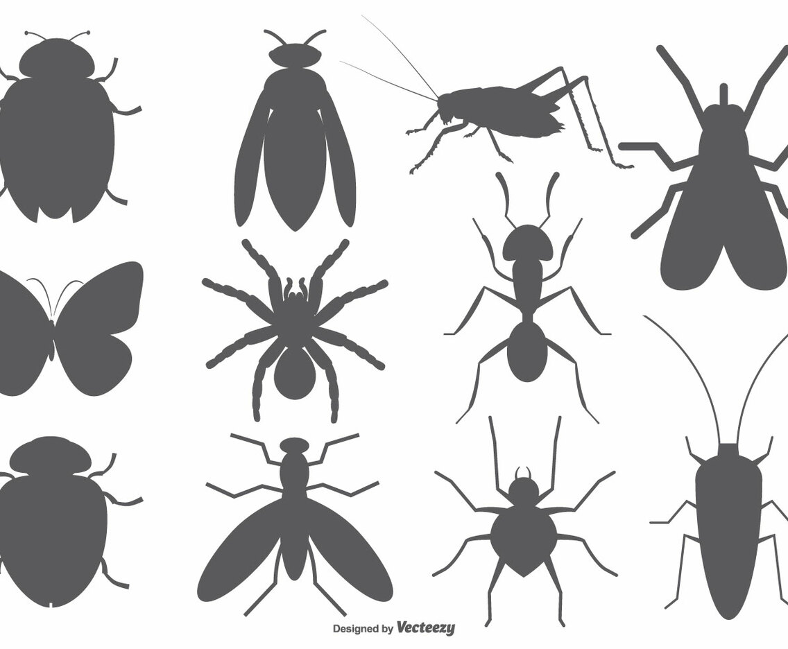 Insect Vector Shapes