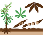 Cassava Icon Vector