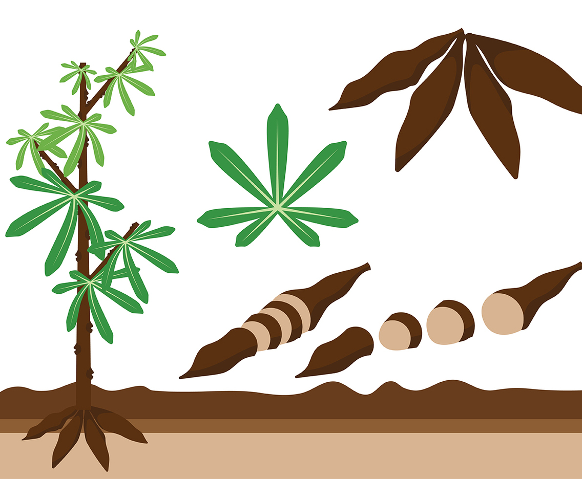 Cassava Icon Vector