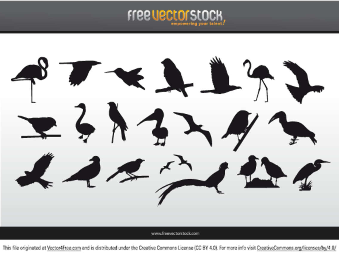 Collection of Birds Silhouettes