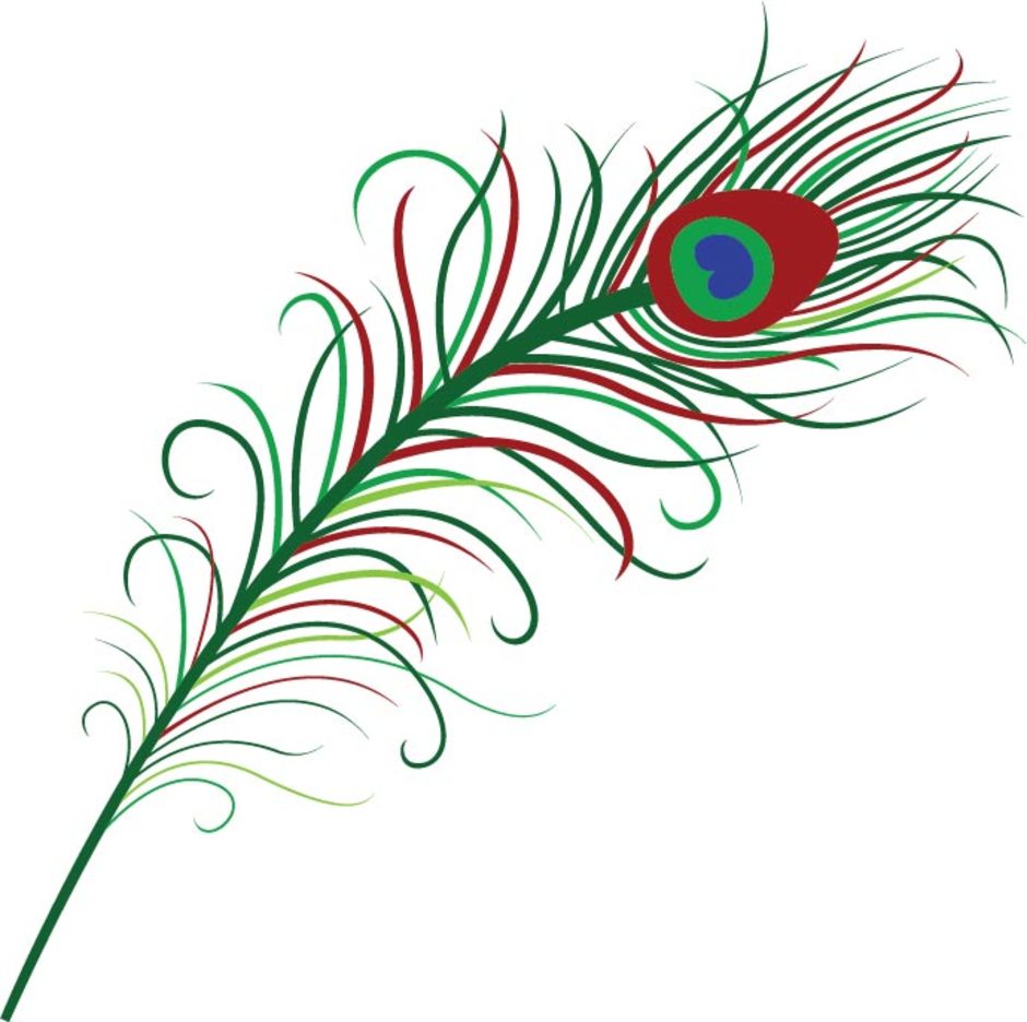 Peacock Feather Vector