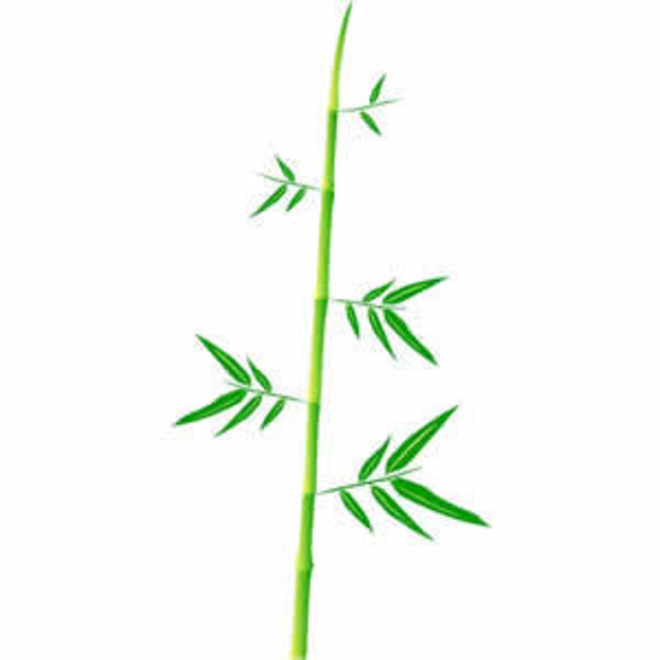 Bamboo Stalk