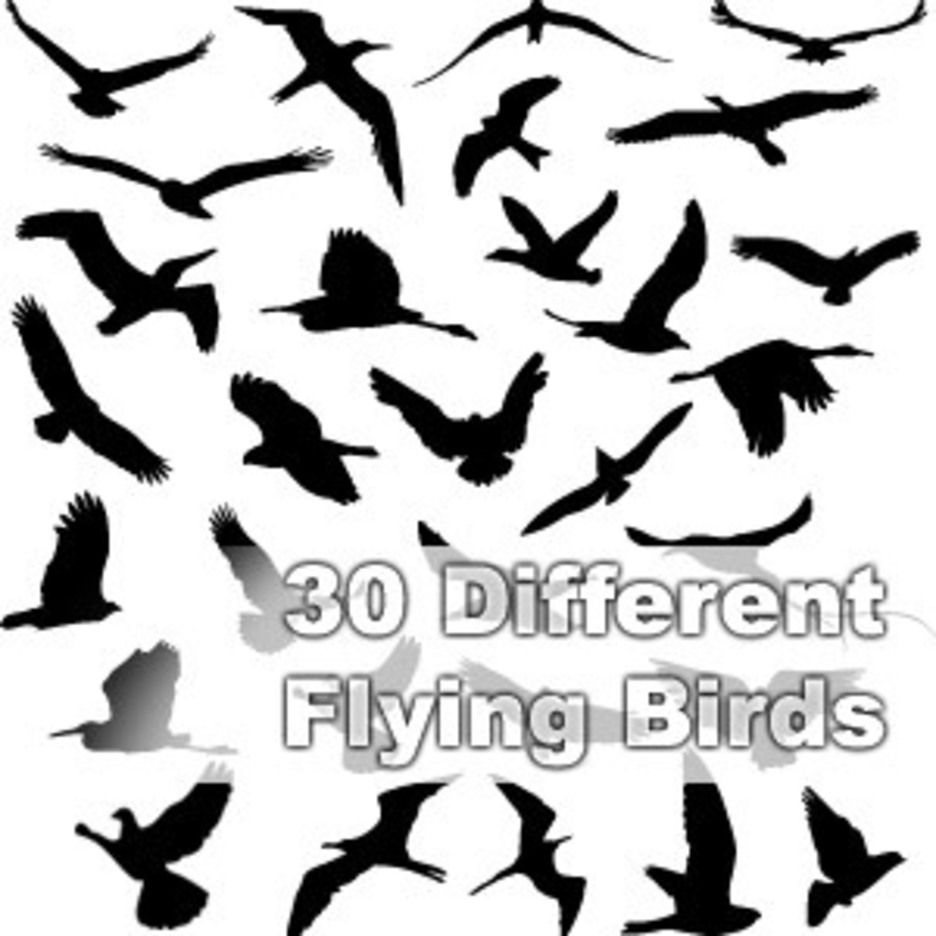 30 Different Flying Birds