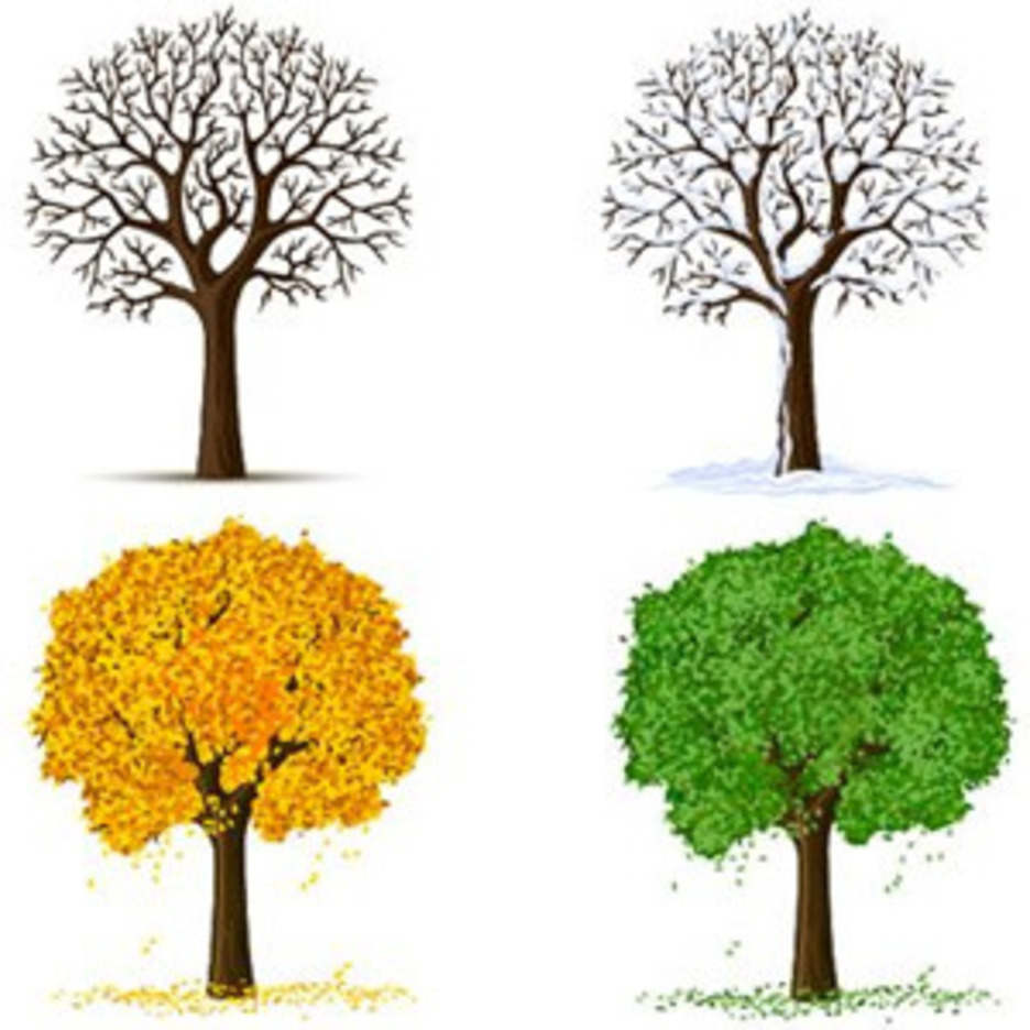 Same Tree In Different Seasons