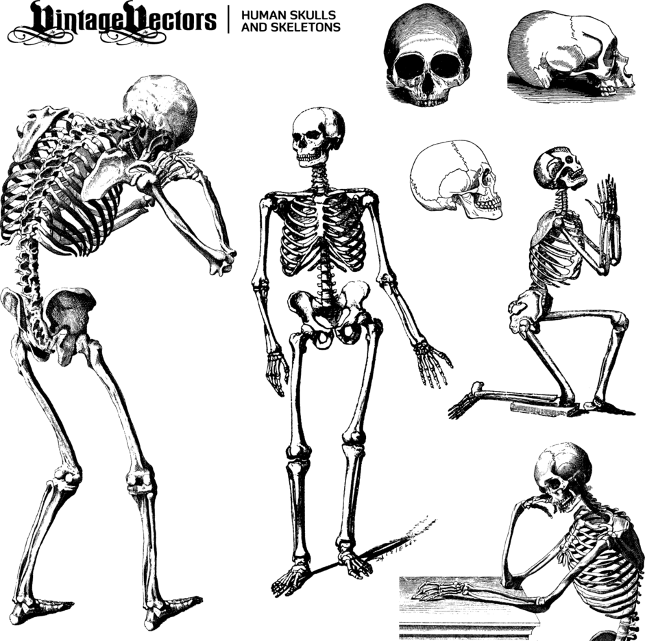 Human Skulls And Skeletons