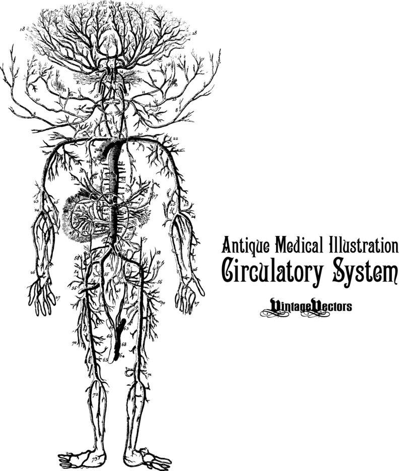 Circulatory System Antique Medical Illustration