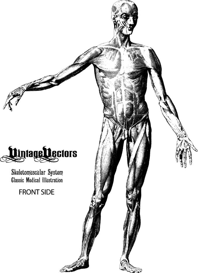 Skeletomuscular System Front Side