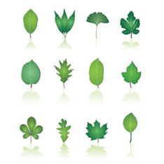leaf - 193 Free Vectors to Download | FreeVectors