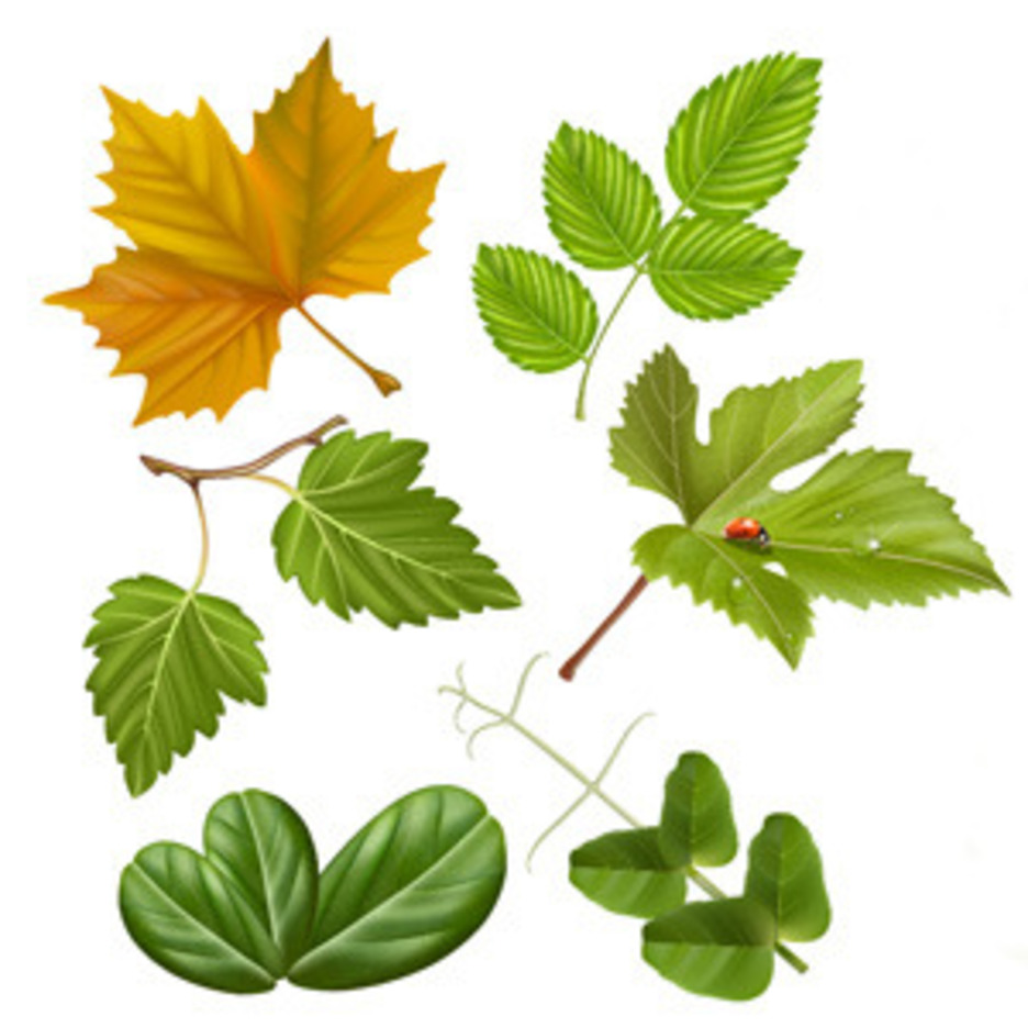 High Quality Vector Leaves