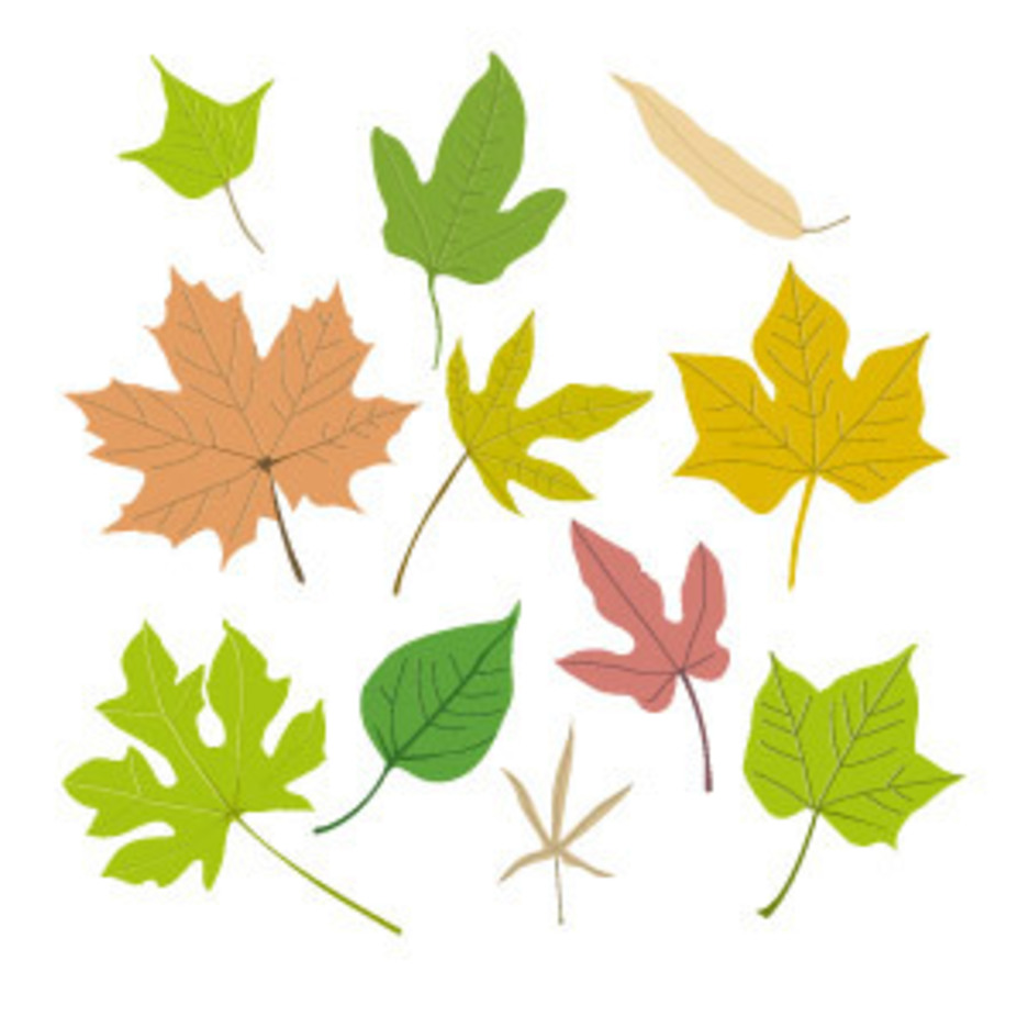 Vector Leaf Collection