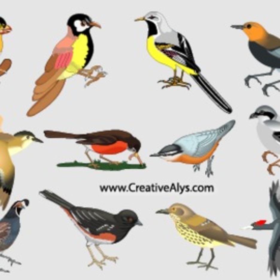 Beautiful Realistic Birds In Vector