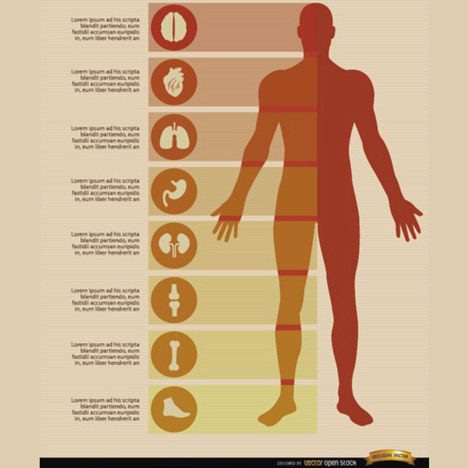 Free Male Body Infographics Vectors 