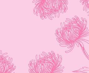 Chrysanthemum Flower Background